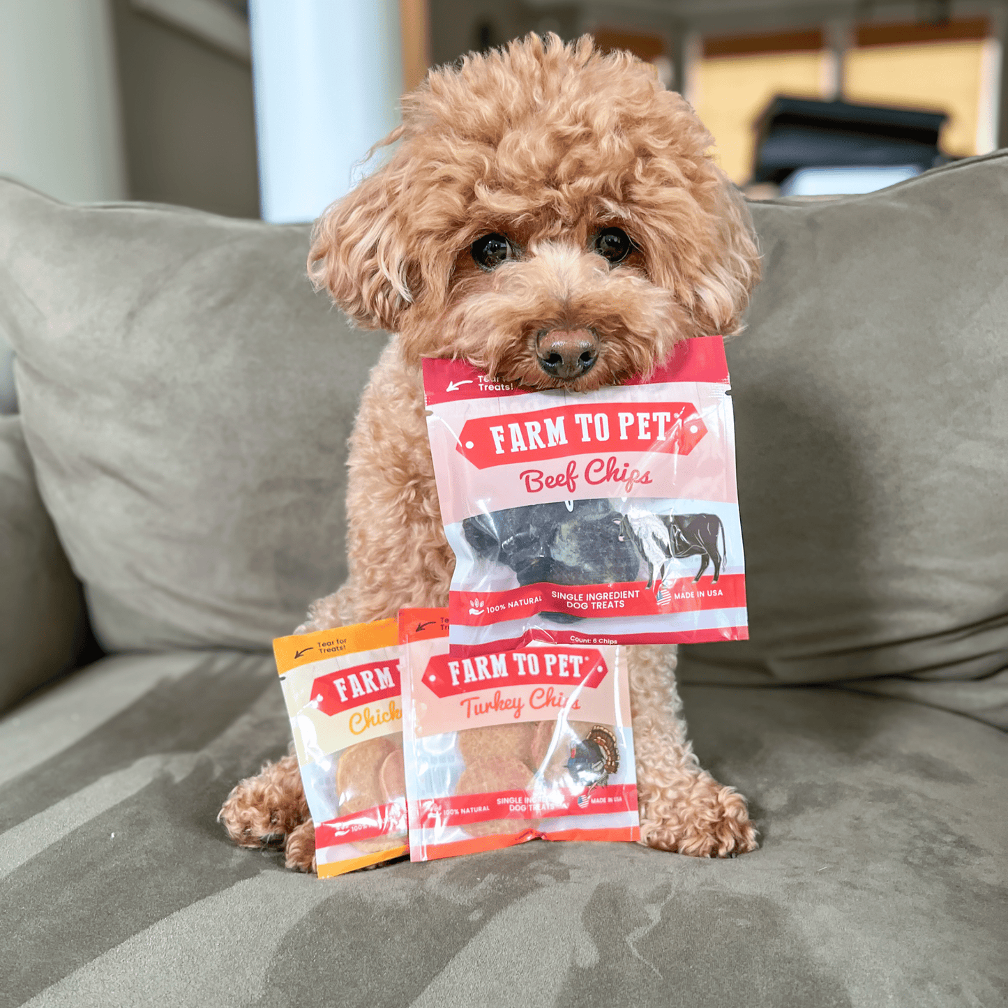 Snack Pack Dog Treat Sampler
